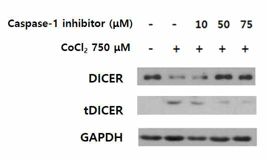 Inhibition of caspase-1 attenuates reduction of DICER