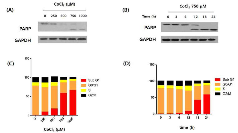 Hypoxia induces apoptosis than cell cycle arrest in T98G cells