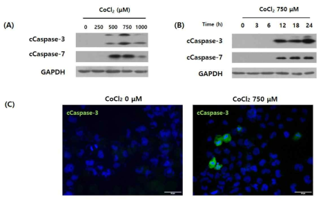 Caspase-3,7 are activated during hypoxia in apoptosis of T98G