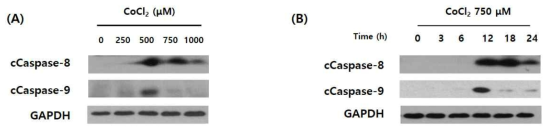 caspae-8,9 are activated during hypoxia of T98G cells