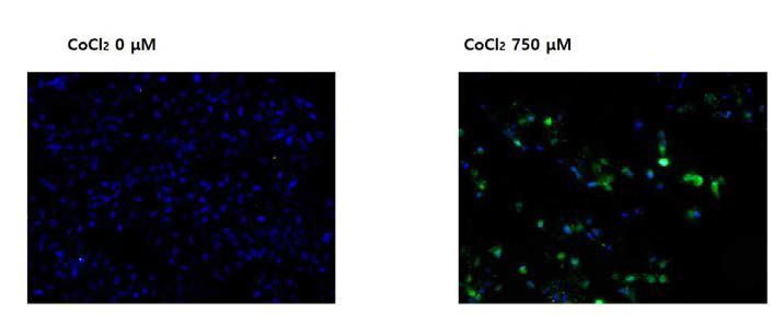 Reactive oxygen species (ROS) is generated during chemical-induced hypoxia of T98G cells analyzed by DCF-DA assay