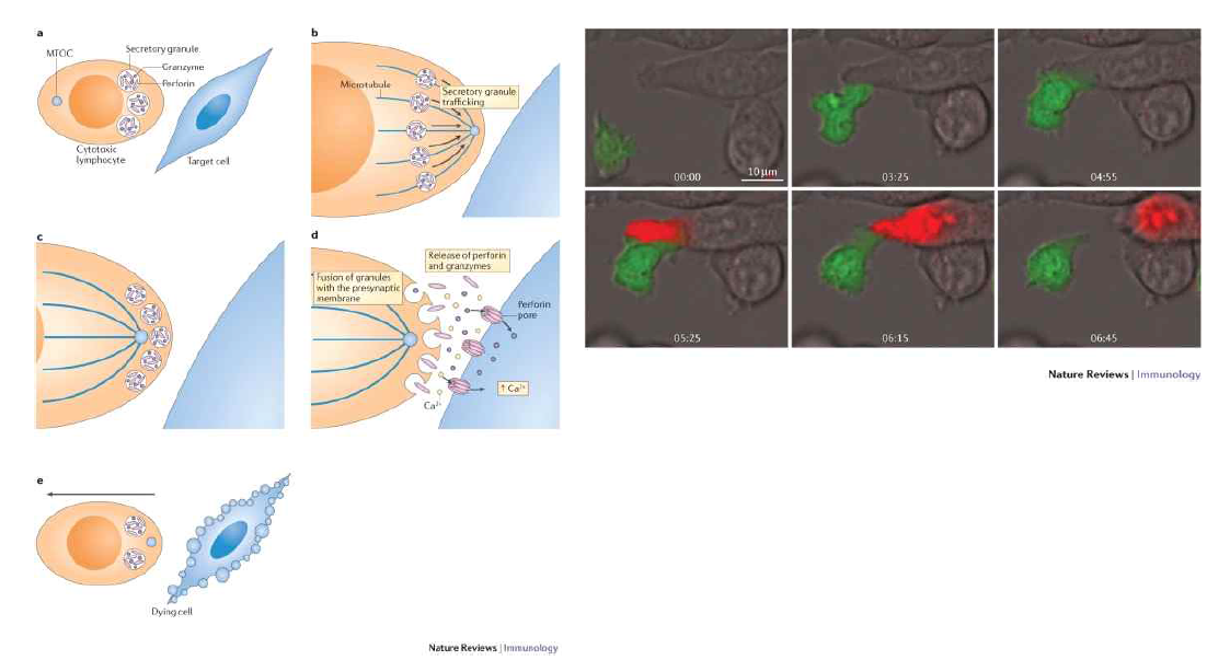 perforin/Granzyme B 상승작용(synergetic activation) 가설 관련 연구 데이터(Voskoboinik I. et al., Nature Review Immunology, 2015.)