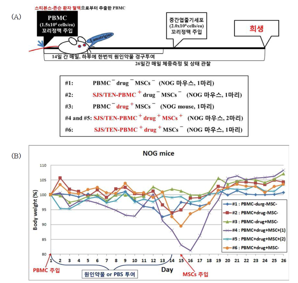 (A) 실험 디자인 (B) 체중 변화 그래프