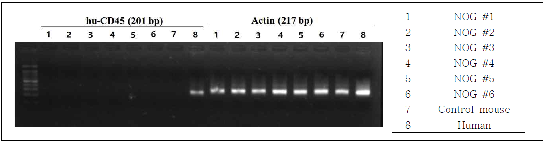 gDNA; PCR 분석