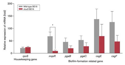 RT-qPCR 분석으로 생체막형성에 관여하는 유전자 발현 변화 정량