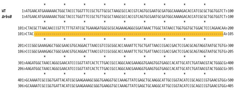 CRISPR 유전자 편집을 활용한 RbsB 유전자의 녹아웃을 DNA 염기서열에서 확인