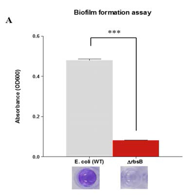 RT-qPCR을 통해 RbsB 유전자 발현 감소 및 생체막 생성 억제 확인