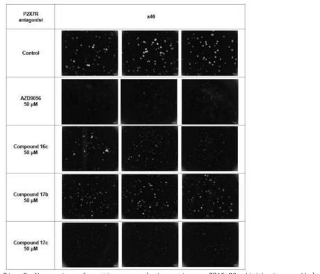 Neurosphere formation assay (sphere size on TS15-88 glioblastoma cells). All images are x 40 magnification with scale bar¼ 50 mm. Quantification of the total sphere sizes that were formed from single-cell was performed after 5 days treatments with respective drugs (n ¼ 3)