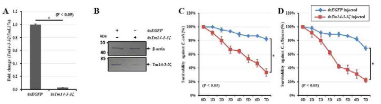 Silencing of Tm14-3-3ζ transcripts using RNAi mechanism and mortality assay against E. coli and C. albicans injection