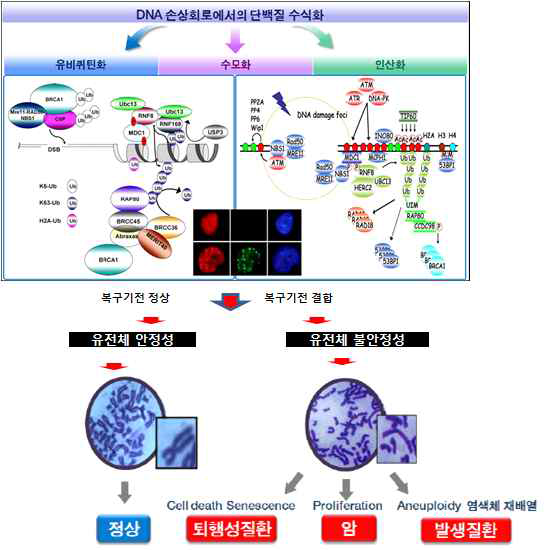 DNA 손상반응과 관여 단백질들의 수식화
