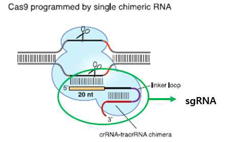 CRISPR system