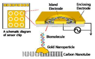 탄소나노튜브와 금 나노입자를 이용한 바이오센서 소자의 구조, 탄소나노튜브, 금 나노입자와 바이오분자가 결합된 형태