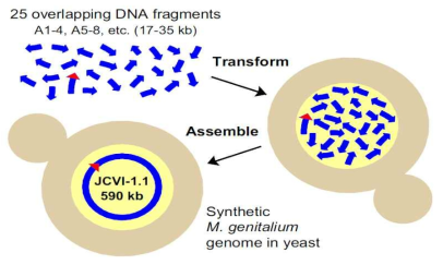 Daniel G. Gibson 연구팀의 yeast를 이용한 DNA 조립 방법