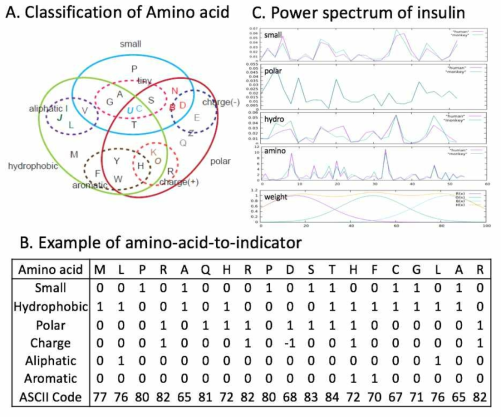 A/B. Transcript에 대한 고속 푸리에 변환 개요; C. 인간과 침팬지의 인슐린 단백질 서열의 power spectrum 비교. Polar의 경우 두 power spectrum이 정확히 일치함