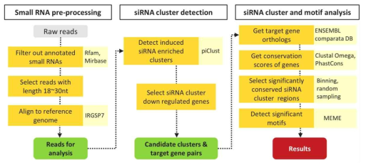 small RNA-seq 데이터로부터 유의미한 siRNA 클러스터를 검출하는 파이프라인