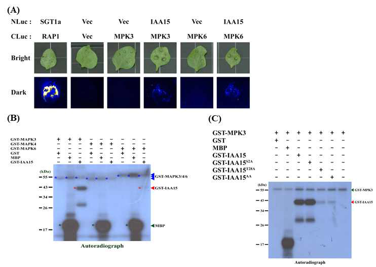 MAPK의 새로운 기질인 IAA15. (A) IAA15와 MAPK간의 상호작용, (B) MAPK에 의한 IAA15의 phosphorylation. (C) IAA15의 phosphorylation site