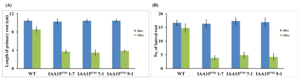 IAA15 gain-of-function 과발현체는 wild-type에 비해 primary root (A)과 lateral root (B) 발달이 억제되어 있음