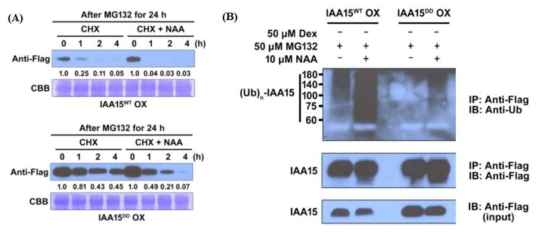IAA15 단백질의 분해를 억제하는 MAPK의 phosphorylation. (A) MAPK의 phosphorylation이 IAA15 단백질 분해 억제, (B) MAPK의 phosphorylation이 IAA15 단백질의 ubiqutination을 억제