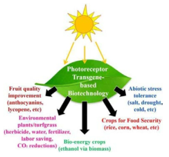 Photoreceptor Transgene-based Biotechnology는 식물/작물의 quality와 생산량을 증진 시킨다. 이를 통해 바이오에너지, 환경정화식물, 그리고 식량안보를 등의 문제를 해결하고자 하였다