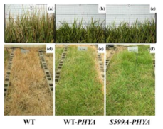 Wild Type Zoysia grass 와 PhyA, S599A-PhyA를 도입한 Zoysia grass