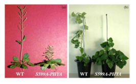 S599A-PhyA를 도입한 (a) transgenic 애기장대 및 (b)transgenic 고구마 (after (a) Kim et al. 2004, (b) Kim et al. 2009)