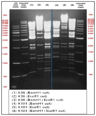 BART+/BART-EBV bacmid의 Genome stability