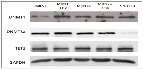 MKN1-BART- EBV와 MKN74-BART-EBV 세포주의 DNMT와 TET2의 발현량 변화분석