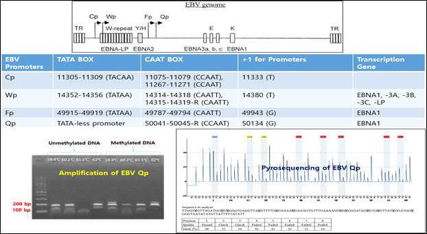 EBV 지놈의 중요 Promoter 부위의 메칠화를 측정하는 Pyrosequencing 기술의 확립