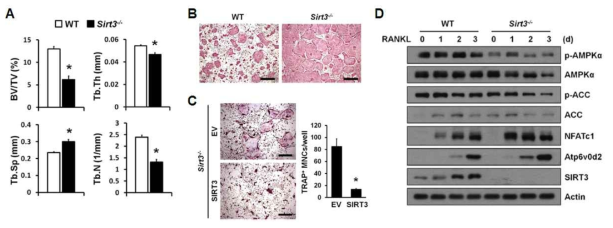 (A) Sirt3 knock-out 생쥐의 골밀도 감소 (B, C)sirit3 knock-out 생쥐로부터 분리한 전구세포의 파골세포로의 분화가 증가함 (D) Sirt3는 AMPK의 활성화를 조절함