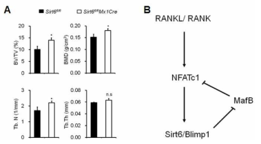 (A) Sirt6 knock-out 생쥐의 골밀도 증가 (B) RANKL과 NFATc1에 의해 유도된 sirt6는 Blimp1과 작용하여 파골세포 분화 억제인자로 알려져 있는 MafB의 발현을 조절함