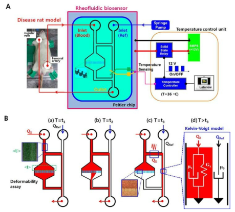 본 연구에서 제안된 혈액 생물성치 측정을 위한 미세유체시스템. (A) ex-vivo 조건하 혈액의 생물성치 측정을 위한 미세유체시스템의 도식도. (B) DAC (Deformability assessment chamber)를 이용한 혈액의 변형성 측정방법 및 Kelvin-Voigt model를 이용한 혈액의 점탄성 모델링