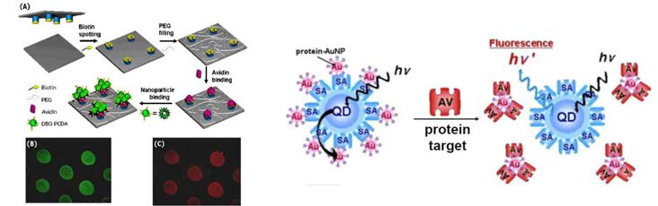유기 형광 나노입자 자기 조립체를 이용한 면역형광 표지법