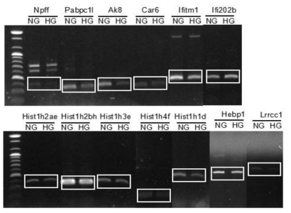 RT-PCR validation for the RNA sequencing assay result. 13 genes expression were same with RNA sequencing result and selected as target genes