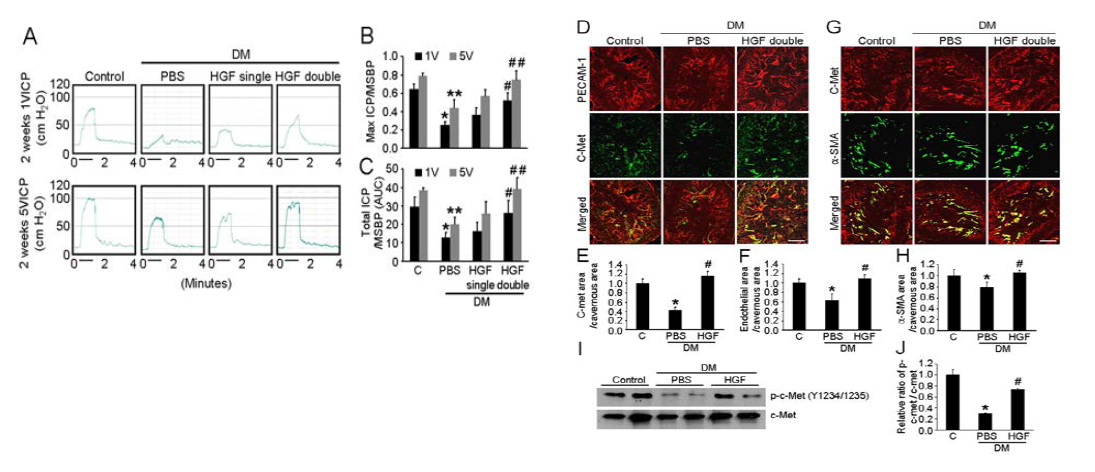 HGF protein transfer increases cavernous endothelial and smooth muscle contents and restores erectile function in diabetic mice. DM, diabetes mellitus; HGF, hepatocyte growth factor