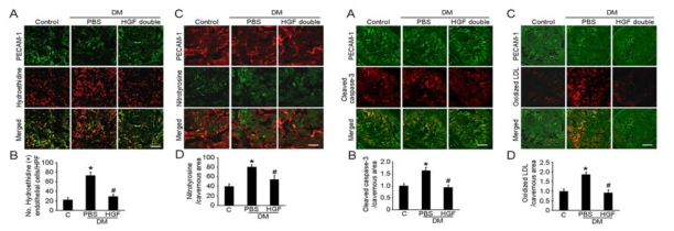 HGF protein transfer decreases cavernous superoxide anion and nitrotyrosine production in diabetic mice (left panel). HGF protein transfer decreases apoptosis and cavernous oxidized LDL extravasation in cavernous endothelial cells of diabetic mice (right panel)