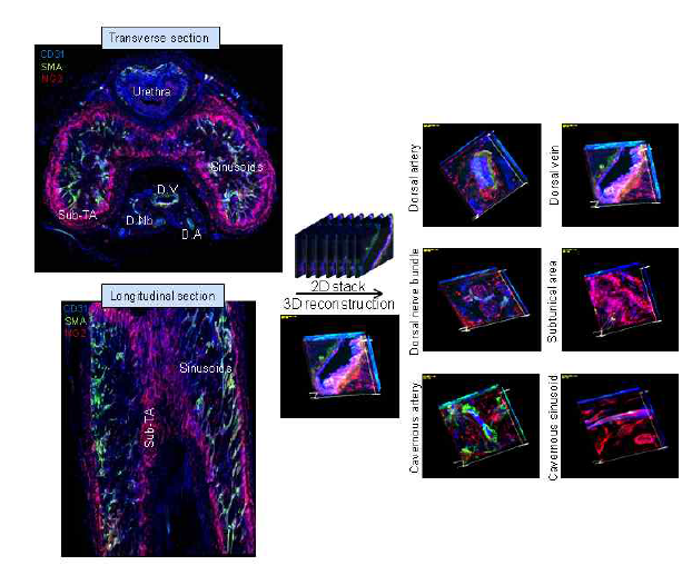 The principle of three-dimensional reconstruction of penile vasculature. Reconstruction of a three-dimensional image from stacks of two-dimensional images allows volume rendering and is useful for visualizing internal structures. CD31, an endothelial cell marker, blue; smooth muscle α-actin (SMA), a smooth muscle cell marker, green; NG2, a pericyte marker, red. C.A = cavernous artery; D.A = dorsal artery; D.Nb = dorsal nerve bundle; D.V = dorsal vein; Sub-TA = subtunical area