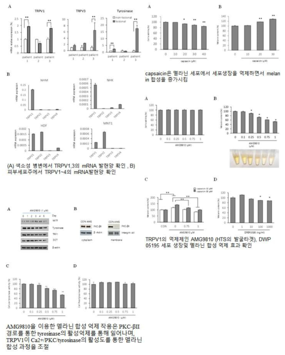 TRPV채널의 멜라닌 억제 효과 연구