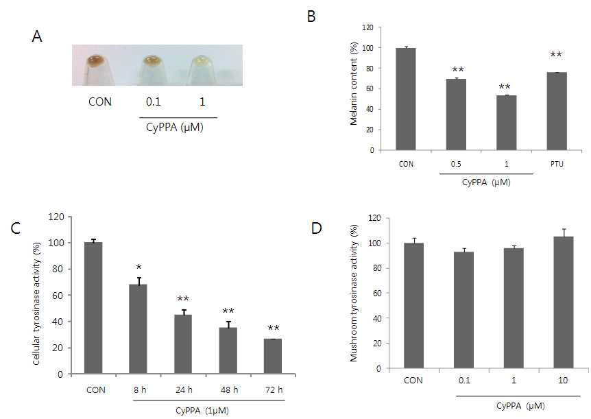 CyPPA 의 멜라닌 생성억제 정도를 확인 A, B: Human melanocyte에서 멜라닌 생성 억제효과를 보임 C: 세포내 tyrosinase activity를 줄임, D: mushroom tyrosinase activity실험을 통해 직접적인 tyrosinase 억제제는 아님을 확인