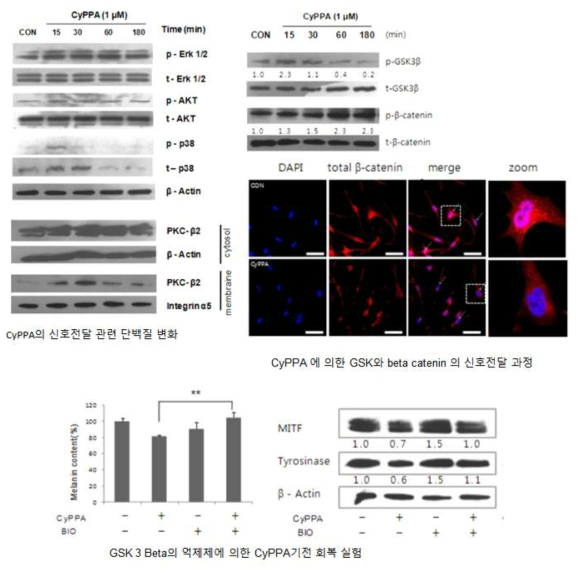 멜라닌 세포에서 CyPPA는GSK/beta catenin 신호전달 과정에 의해 멜라닌 합성을 억제한다