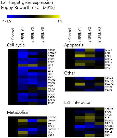 알려진 E2F 직접 표적유전자들의 발현 패턴