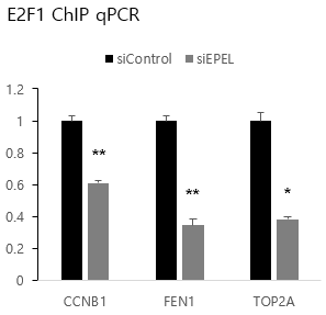 ChIP qPCR을 통한 EPEL-E2F1 상호작용의 표적유전자 발현 조절 기전 검증
