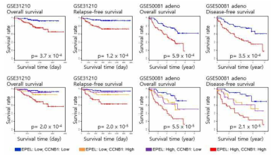 CCNB1 유전자 발현량에 대한 폐암환자의 생존 분석 결과