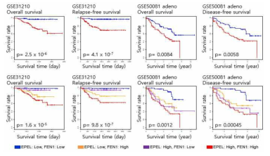 FEN1 유전자 발현량에 대한 폐암환자의 생존 분석 결과