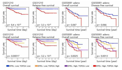 TOP2A 유전자 발현량에 대한 폐암환자의 생존 분석 결과