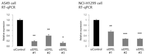 RT-qPCR assay 결과 (EPEL knockdown)