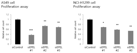 proliferation assay 결과 (EPEL knockdown)