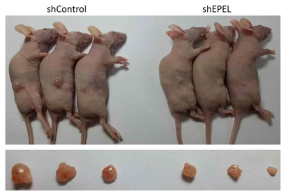 mouse xenograft 모델을 이용한 EPEL의 in vivo 기능 검증