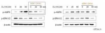 Pref-1 관련 신호 전달 체계로서 Pref-1-AMPK의 연관성 확인 Pref-1과 관련된 새로운 지방세포 갈색화 조절 기전을 탐색하기 위하여, 갈색화 유도 기전으로 알려진 AMPK 단백질의 인산화를 확인함. 3T3-L1 세포주에 Pref-1을 과발현 혹은 발현 억제 시킨 후 CL316,243을 처리하여 갈색화를 유도하였을 때, AMPK 단백질의 인산화가 Pref-1을 과발현 조건에서 유의하게 감소하는 것이 확인됨