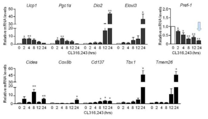지방세포주 갈색화 유도 및 Pref-1 변화 확인; 분화된 3T3-L1 세포주를 CL316,243, 0.5 uM에 24시간 동안 노출시킨 후 갈색지방 열발생 및 beige 지방 관련 유전자의 발현을 확인하여 갈색화 여부를 확인함. CL 316,243에 의해 갈색화 된 지방세포주에서 Pref-1 유전자는 시간에 따라 유의하게 감소함