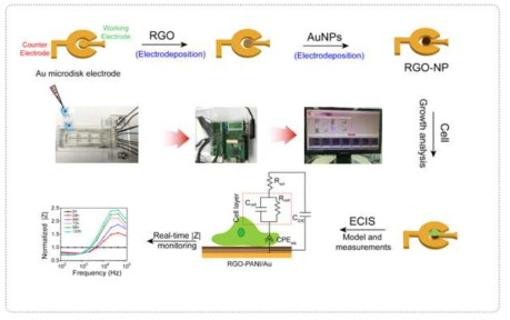 NP-rGO/ITO 전극 상에 단일 암세포 배양 시 화학치료제 주입 후 비표지 및 실시간 세포 특성변화 측정 모식도